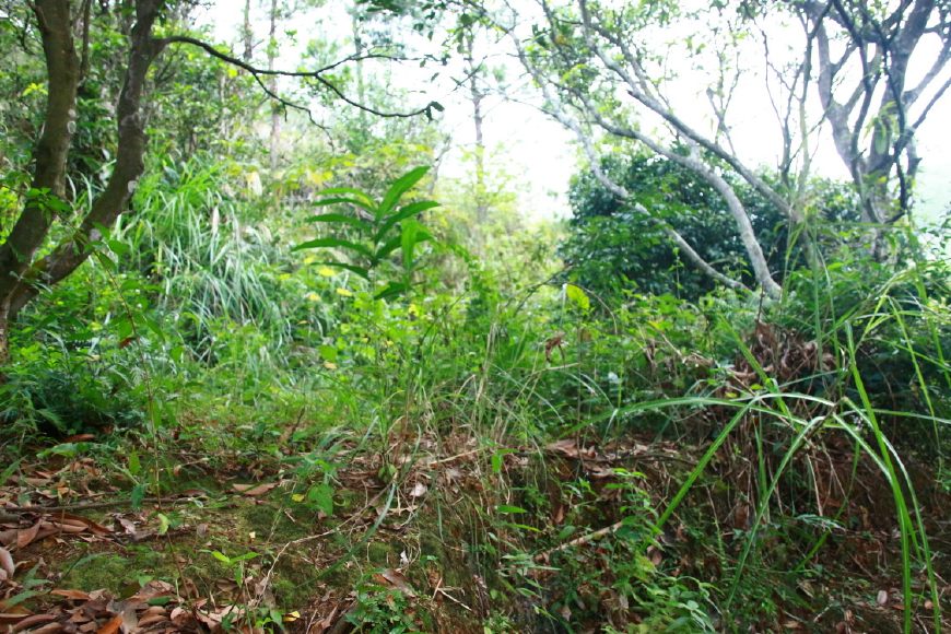 蜜蜂喜欢在什么样的地方居住,蜜蜂一般在野外哪些地方