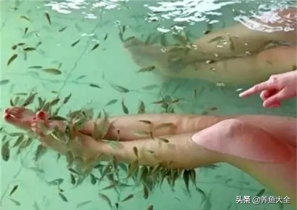 星子鱼可以和观赏鱼一起养吗,细长的观赏鱼是什么鱼