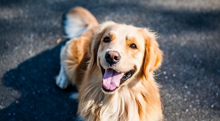 戈赞:狗狗肉垫负伤应该怎么治疗?