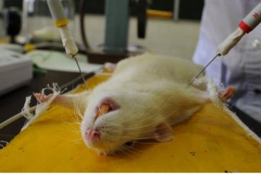 养狗狗需要注意哪些,养狗狗要小心