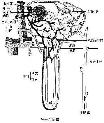 40到56岁生命高危期怎么办,多少人没熬过45-55岁这段危险期