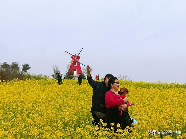 中国油菜花海汉中旅游,汉中旅游油菜花最佳观赏日期