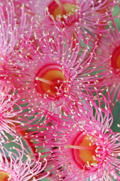 桉树风景图片,西澳桉树花