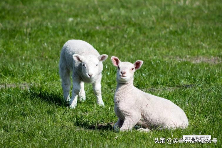 羔羊软瘫怎么治,羔羊软瘫用法