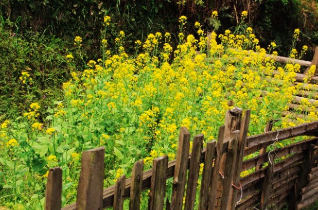 杨万里最经典的一首诗，只有四句，却是一生最美好的回忆！