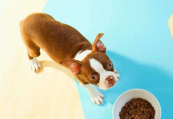 法国斗牛犬肠胃不好怎么办,法国斗牛犬不吃食怎么回事