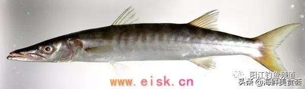 十种最受欢迎的海鱼,钓鱼人最爱的海鱼