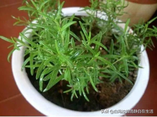 蚊子最讨厌4种花,家里养上一盆,蚊孑不敢进门,你家有吗