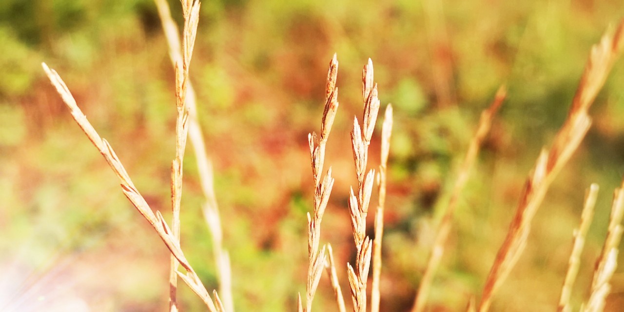 草的生命力极强说说,草的生命作文400字