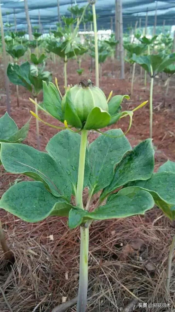 七叶一枝花的药用价值及养殖方法,我国的珍稀植物国家二级保护植物