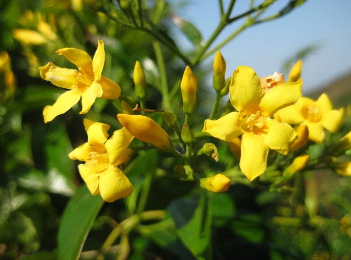 20种大毒花很多人养了却不知有毒,常见的4种毒花