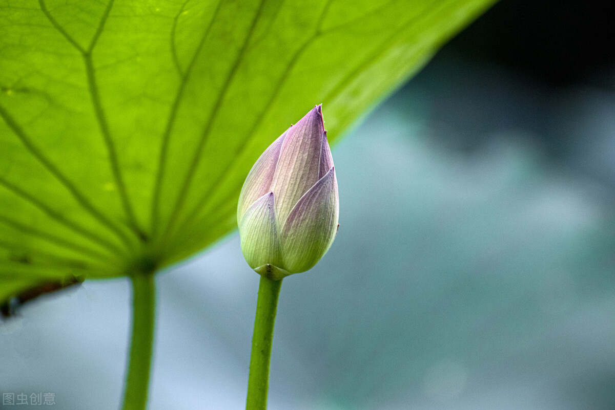 迟迟未开的花：都说他有福相命运却是悲惨