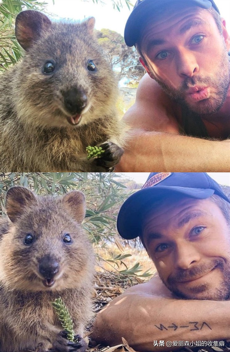 为什么我们会微笑?10个关于微笑袋鼠的萌萌秘密