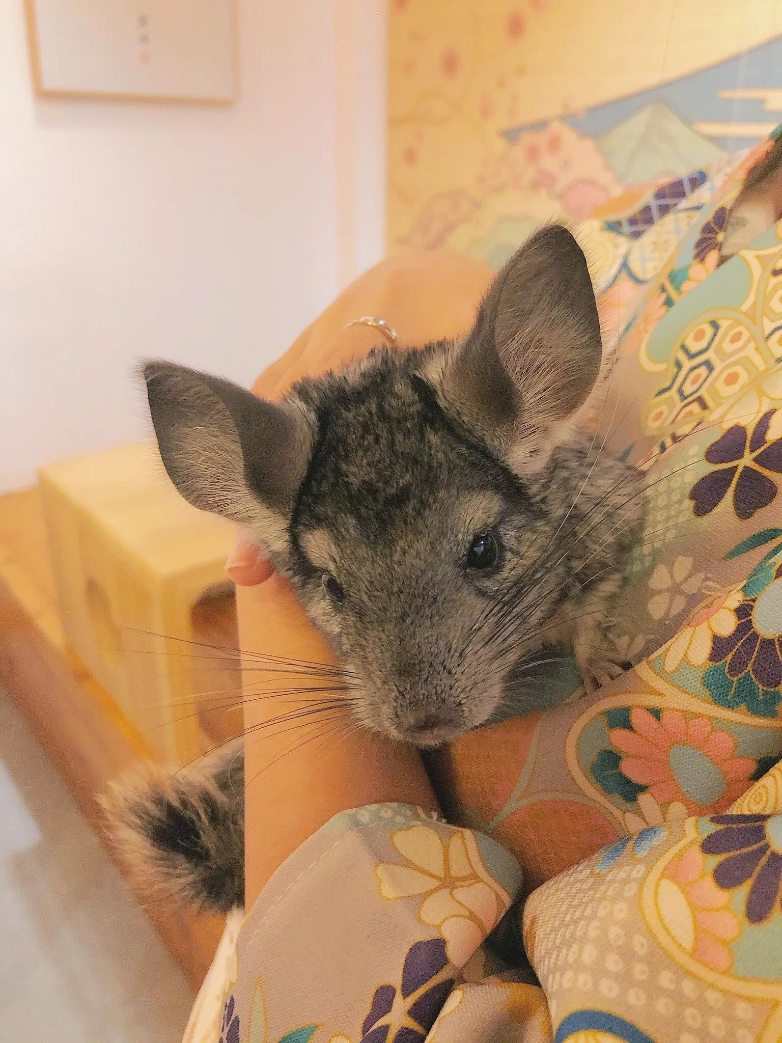 重庆探店｜换装撸猫撸羊驼撸龙猫，高萌预警