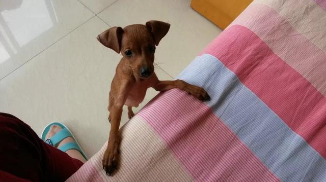 伸舌头的小鹿犬,爱洗澡的小鹿犬