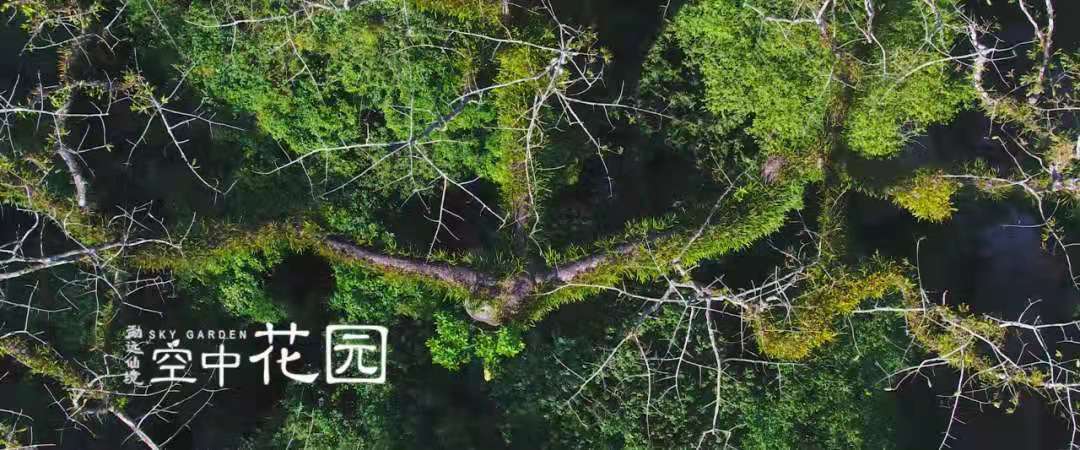 地球上最复杂最庞大的生态系统是,世界上最大的热带雨林生态系统