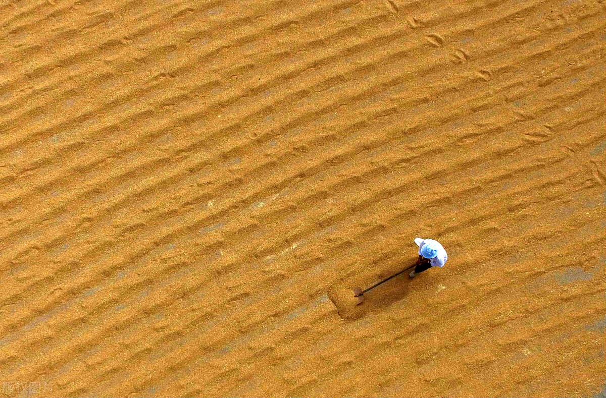怎样灭掉麦牛虫,怎么杀死麦牛