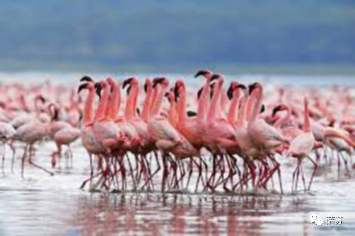 鎭愰緳鏃朵唬鏈夋矙婕犱箞,鎭愰緳鍙插墠鏃朵唬娌欐紶