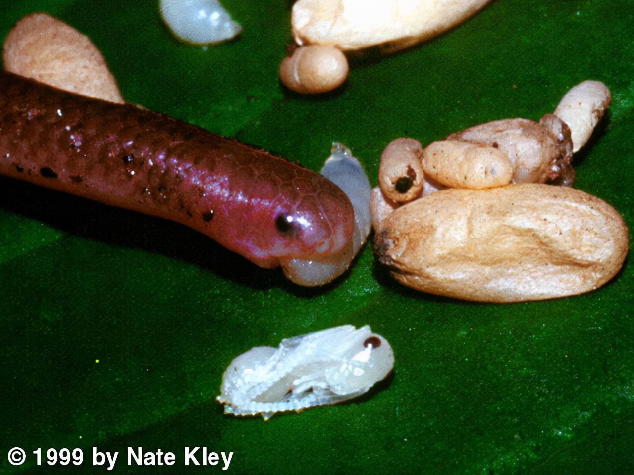 蛇能吞下比自己大多少倍的东西,蛇为什么能吞下比自己大的猎物