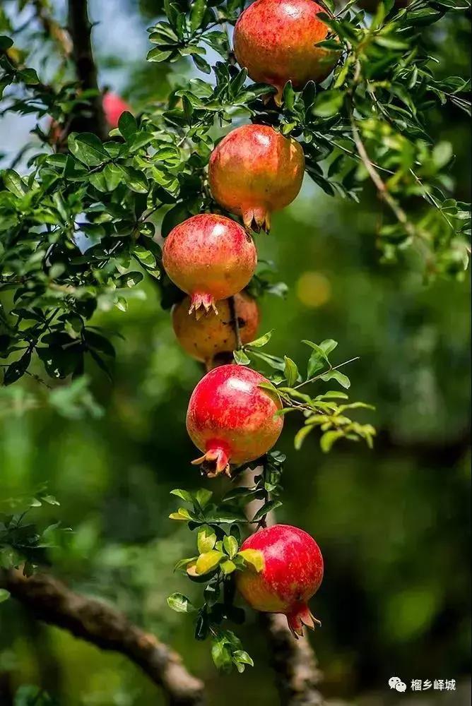 金秋采摘正当时!山东这十种田间美味错过再等一年!