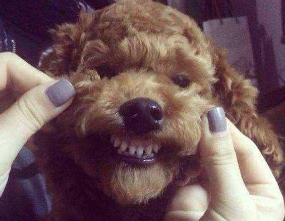 泰迪幼犬换牙注意事项,泰迪犬换牙吃硬狗粮能咬动吗