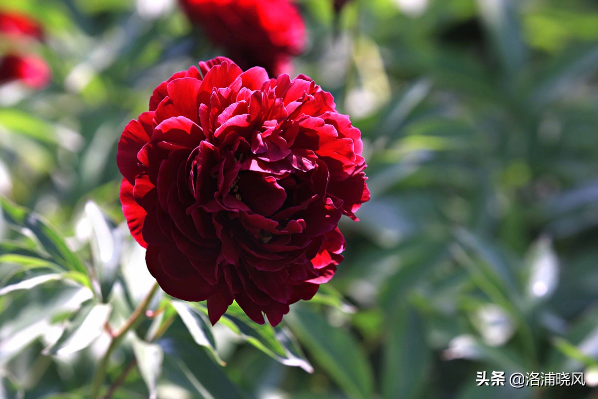 大院绿化的回忆——顺便看看院里的芍药定个究竟有多少种？