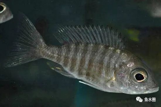 三湖慈鲷马鲷孔雀鱼多久发色,三湖慈鲷鱼之马鲷鱼