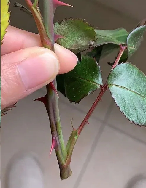 月季垂头打蔫摘下来插花瓶又活了,月季换盆打蔫怎么回事