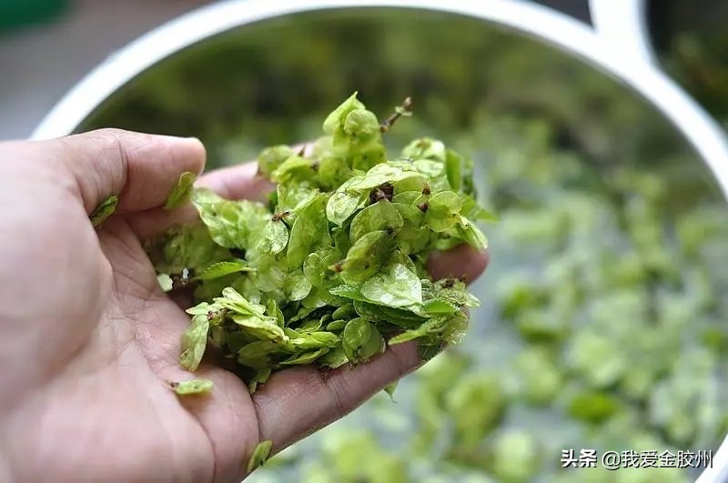 不负春日好食光这几种野菜别忘吃,春天的野菜麦蒿怎样吃有什么功效