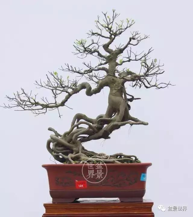 翠鸟根艺石头盆景艺术分享,奇形怪状极品根艺盆景图片