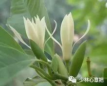 中药药材大全及功效,补肾中药大全及功效