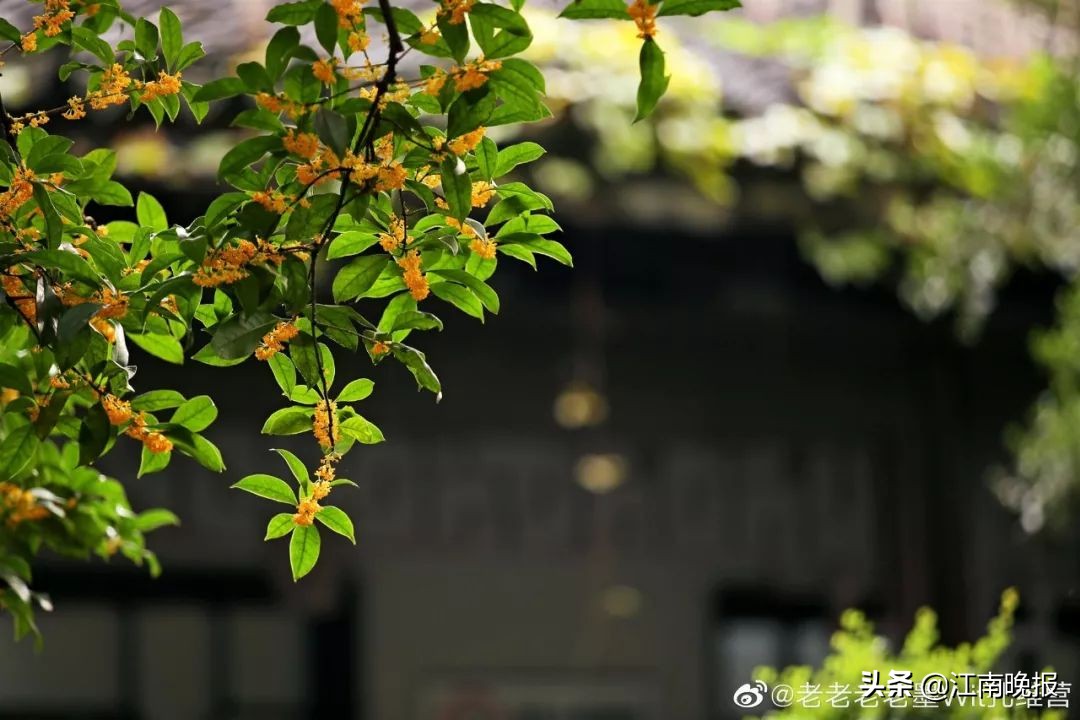 无锡哪里有粉黛乱子草,惠山古镇赏菊花