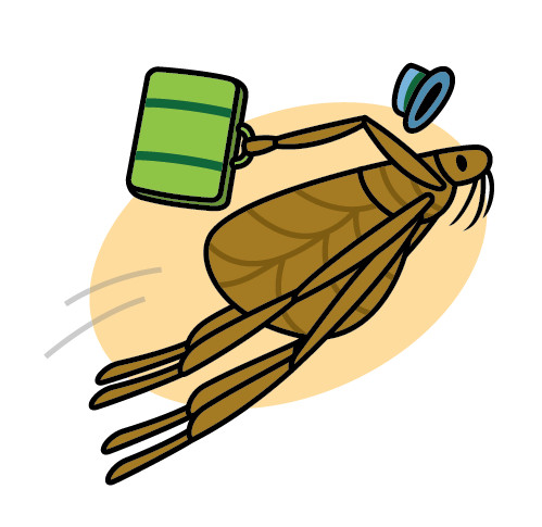 猫咪为啥吃虫子,猫咪为什么吃虫子