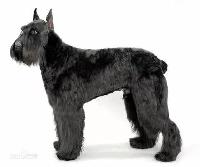 雪纳瑞串巨型雪纳瑞,每日一宠雪纳瑞图片