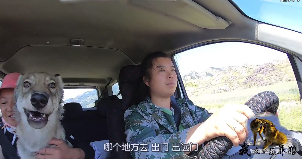 养狼20年养成二哈,养狼养二哈