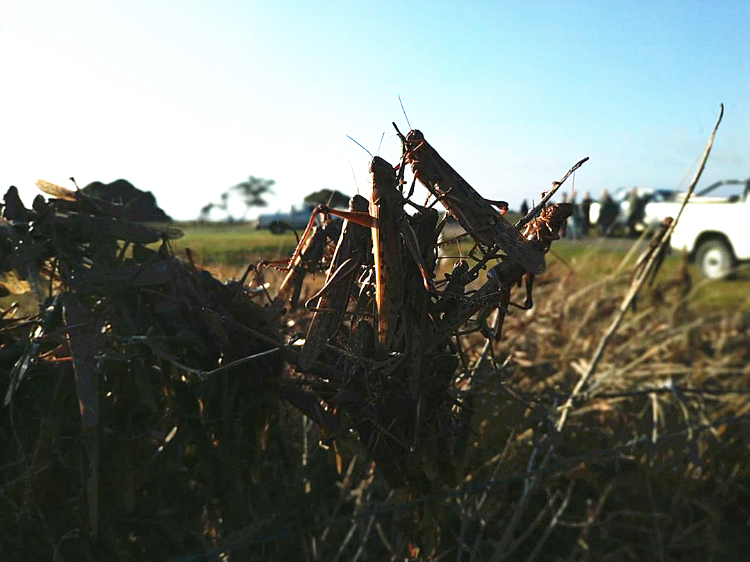 蝗灾有没有复活,为什么蝗灾消失