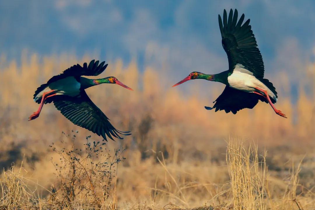 世界爱鸟日普及,观测鸟类迁徙迎接国际爱鸟日