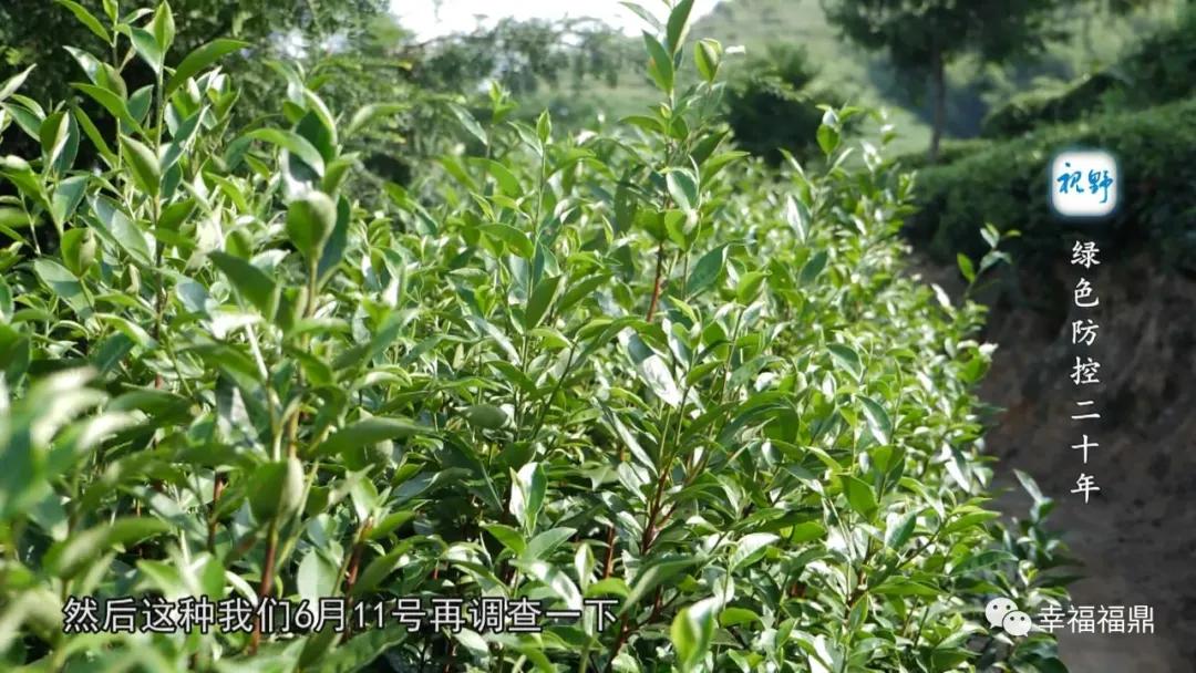 绿色茶园除草剂,无除草剂的茶园