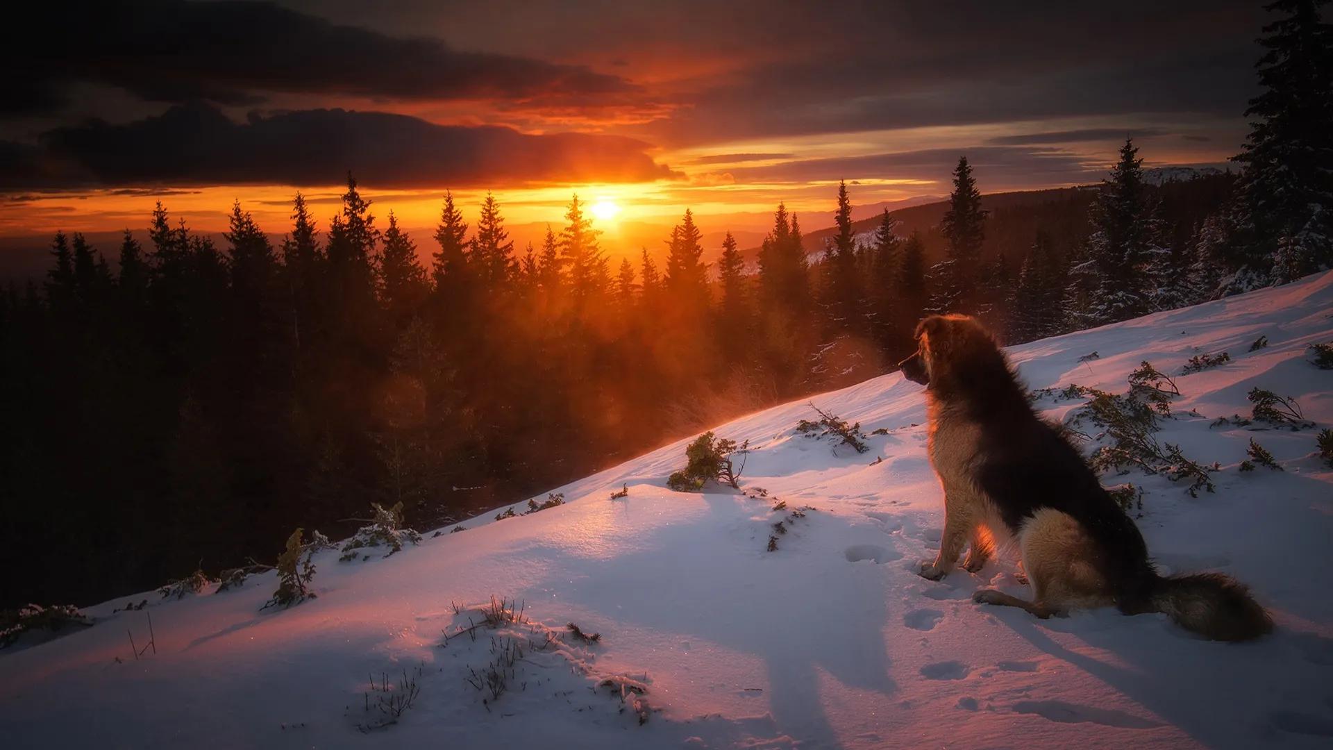 大秦帝国之崛起秦国最强阵容,大秦帝国之秦国崛起大战场面