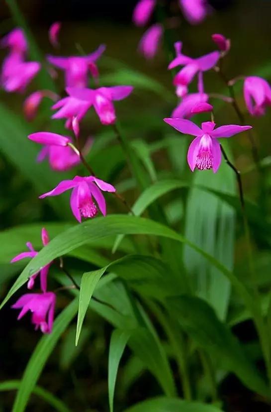 花中君子梅兰竹菊绝佳诗词,梅兰竹菊绝美诗句