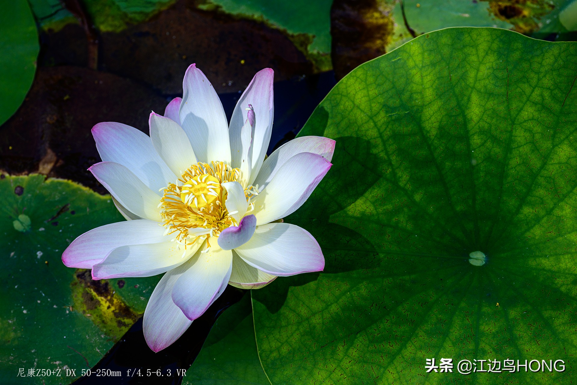 尼康z50双头套机价格,尼康z套机最低价7849