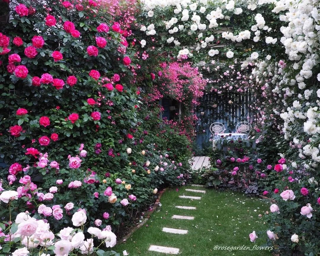 太毒了！“别人家”的月季花园，美到让人窒息