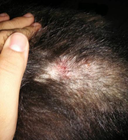 狗狗脓皮病越来越多怎么办,狗狗皮肤发红有皮屑怎么治比较好