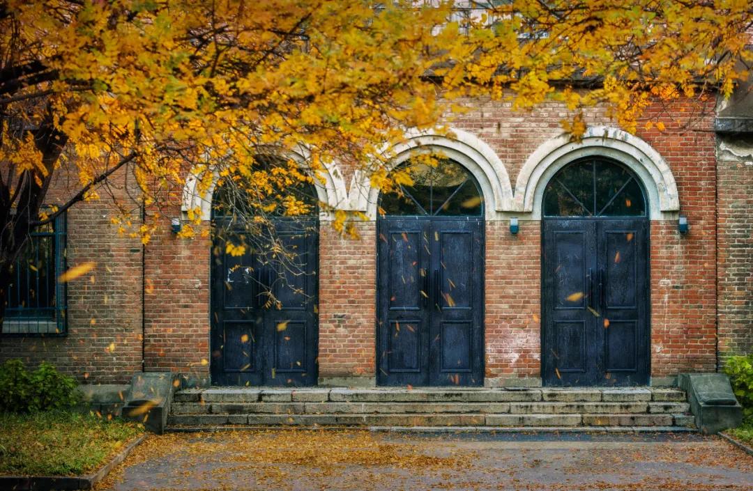 一条老狗书籍,一条老狗季羡林文章读后感