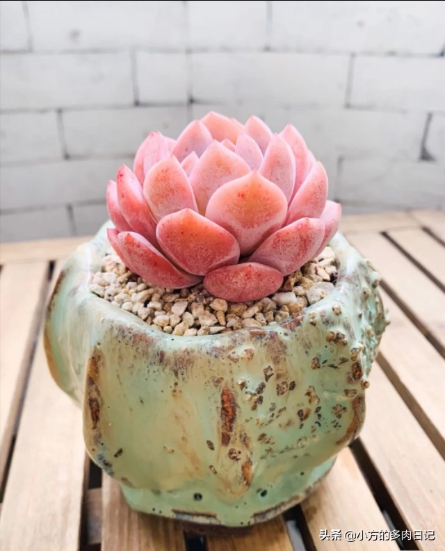 多肉橙梦露与雪天使的区别,橙梦露星影和雪天使区别