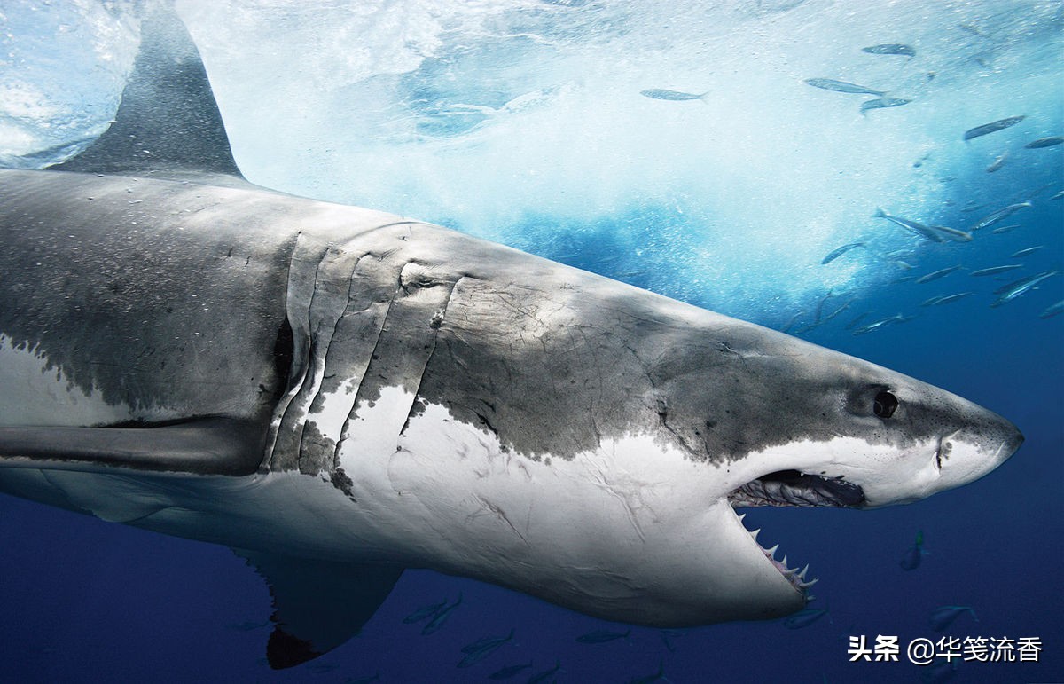 大白鲨与救命恩人,一条成年大白鲨