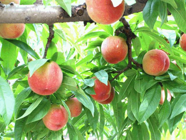 连云港现在采摘园有什么可以摘,连云港11月份采摘