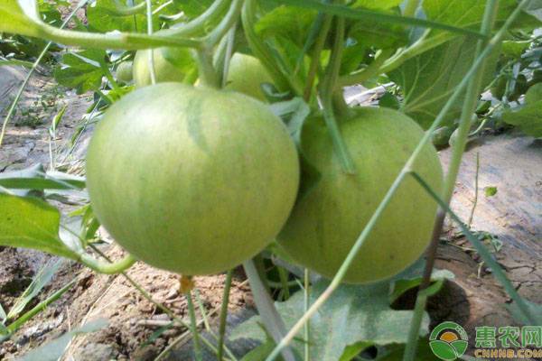 甜瓜上有黑斑什么病,甜瓜靶斑病防治方法