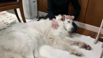 大白熊犬撒娇视频,150多斤的大白熊犬