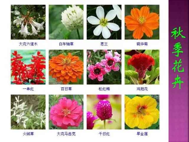 花卉大全500种观叶植物名称,1332种常见花卉植物图谱